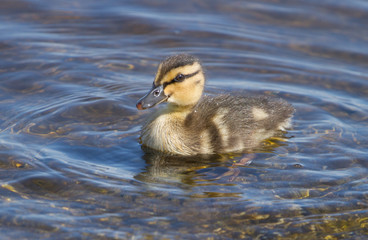 Little ducklings in the water