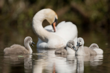 Mute Swan, Swans - nestling, nestlings