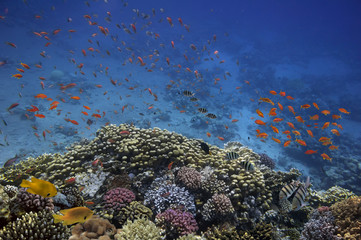 Naklejka premium Underwater life landscape