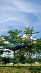 Fototapeta na wymiar Blue sky and tree leaves