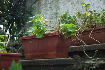 Flowers in pot (4th)