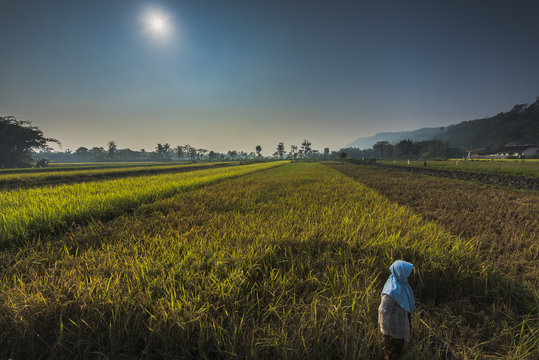 Indonesia Farmland
