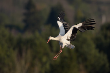 Stork in flight over the forested landscape.