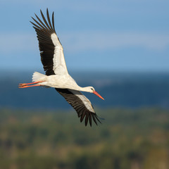 Stork soaring over the vast forest landscape.
