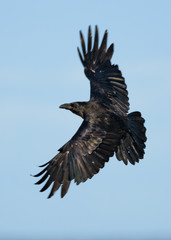 Raven in flight over the blue sky background.