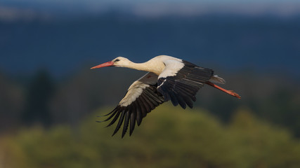 Stork in flight over the forested landscape.