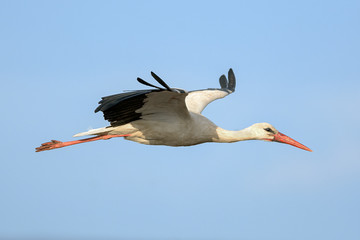 Obraz premium Stork in flight over the blue sky background.