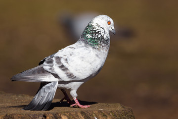Feral pigeon in courtship display.