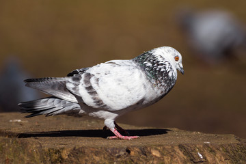 Feral pigeon in courtship display.