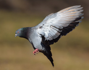 Feral Pigeon in flight.