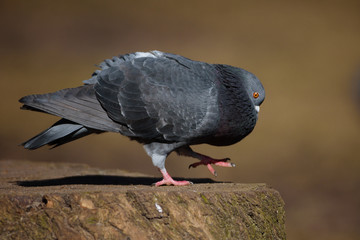Feral pigeon in courtship display.