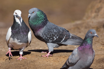 Feral Pigeons - two males and one female.