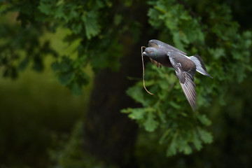 Pigeon in flight with twig over natural background.
