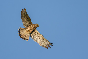 Falcon in flight over natural blue sky background.