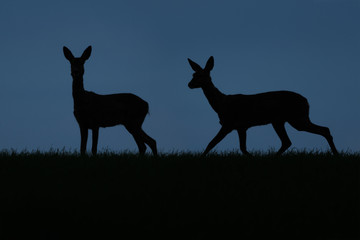 Deer silhouettes at night in the field. - 158843744