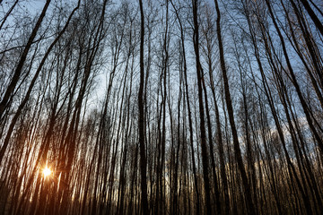 Forest trees in autumn.