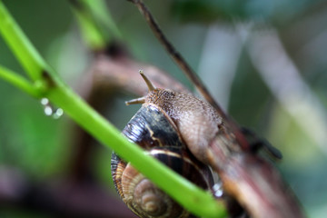 snail in the garden on a branch