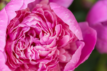 Fototapeta premium One big rose peony flower macro close up.