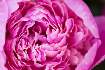 One big rose peony flower macro close up.
