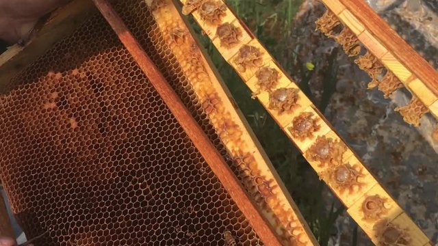 arı s&uuml;t&uuml; &uuml;retimi i&ccedil;in &ccedil;alışma