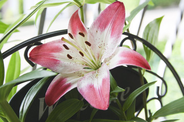 Weiß rosa Lilie © 36Grad Design