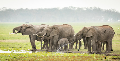 Elephant herd drinking, Amboseli, Kenya