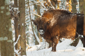 Byczek  © Marcin Zakrzewski