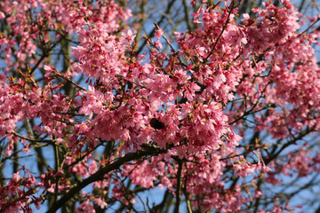 Natur Pflanze Baum Kirschblüte pink