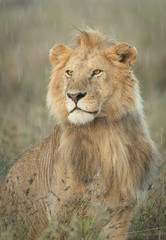 Obraz na płótnie Canvas Male Lion in the rain, Tanzania