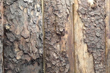 background of a dry tree bark in winter