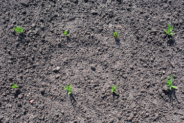 Sprouts onions in the ground from above