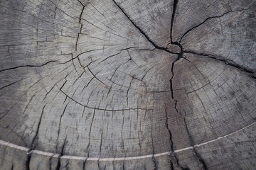 Fototapeta premium Close up cross section and annual ring tree texture and background. Wood texture of cutted tree trunk.