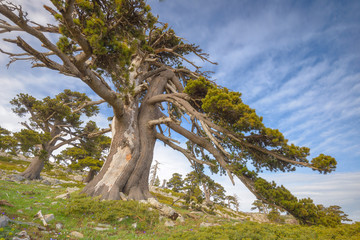 Vecchio Pino Loricato nel Parco del Pollino