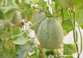 japanese green cantaloup melon in greenhouse farm.