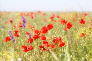 Photo of beautiful red poppies