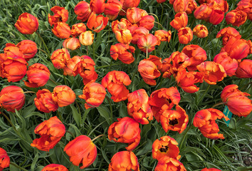 orange tulips flowers blooming in a garden