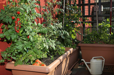 Tomato cultivation in the vases of an urban garden on the terrac