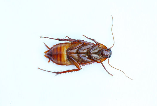 Cockroach on white background.
