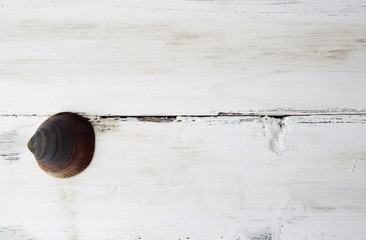 White wooden background with sea shells and copy space 