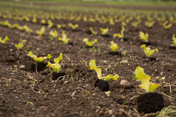 Freshly planted salad in a field in Austria