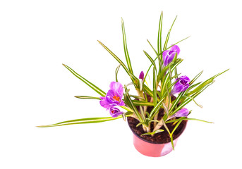 Crocus flowers of violet color in plant pot isolated on white background