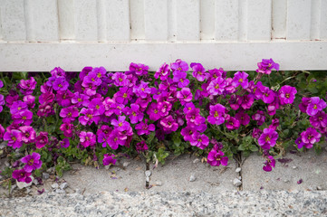Bright violet ornamental flowers