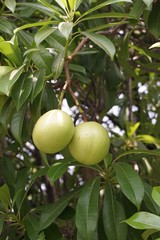 close up fresh green cerbera odollam fruit in nature garden