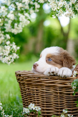 Ein süßer Australian Shepherd Welpe, 5 Wochen alt, sitzt im Sommer in einem Weidenkorb, in einem Garten, den Blick zur Seite, die Pfoten auf dem Rand das Korbes, von Blüten umringt © inkevalentin