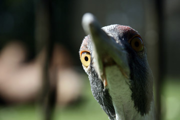 Close-up of a birds head. Looking funny