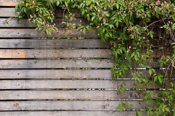 Fence and climbing plant