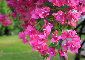 Fototapeta premium Bougainvillea paper flower in pink color against blur garden.