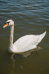 Swan on the water