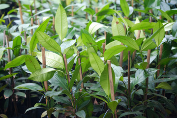 Mangosteen trees in the fruit garden in thailand