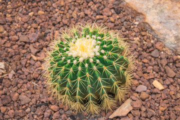Various cactus plants;Green Cactus closeup. Green San Pedro Cactus, thorny fast gro